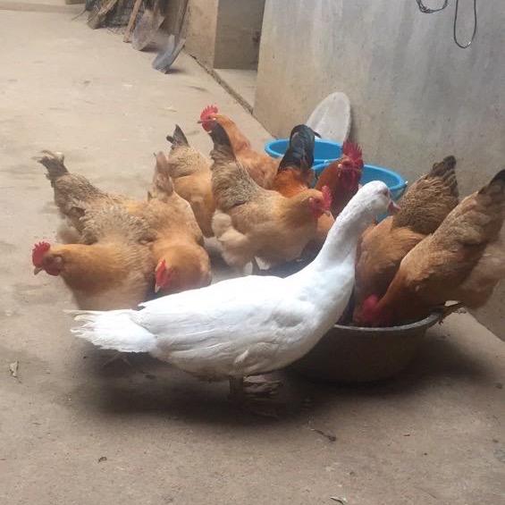 黄毛土特产、塑料袋零售批发