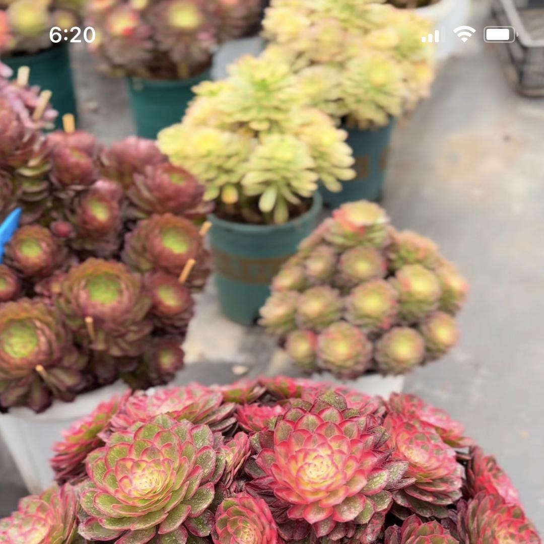 九月精品多肉法师植物园