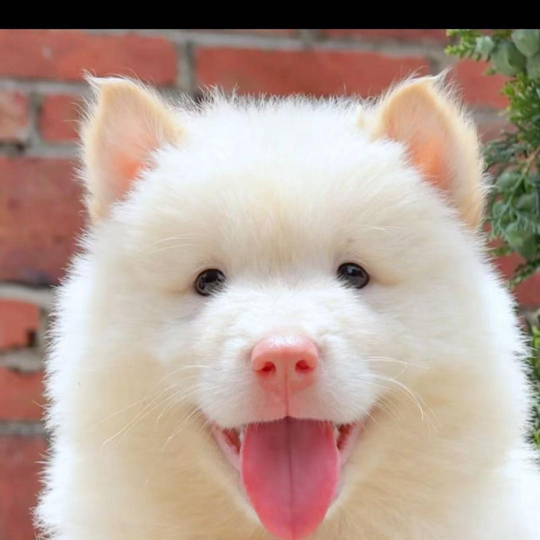 啊松田园犬