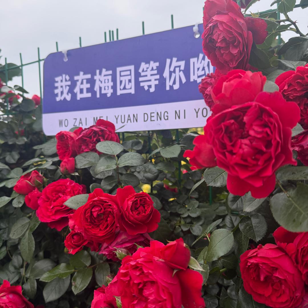 梅花-兴哥