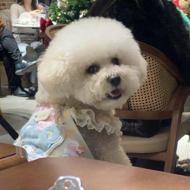 一只肥豆