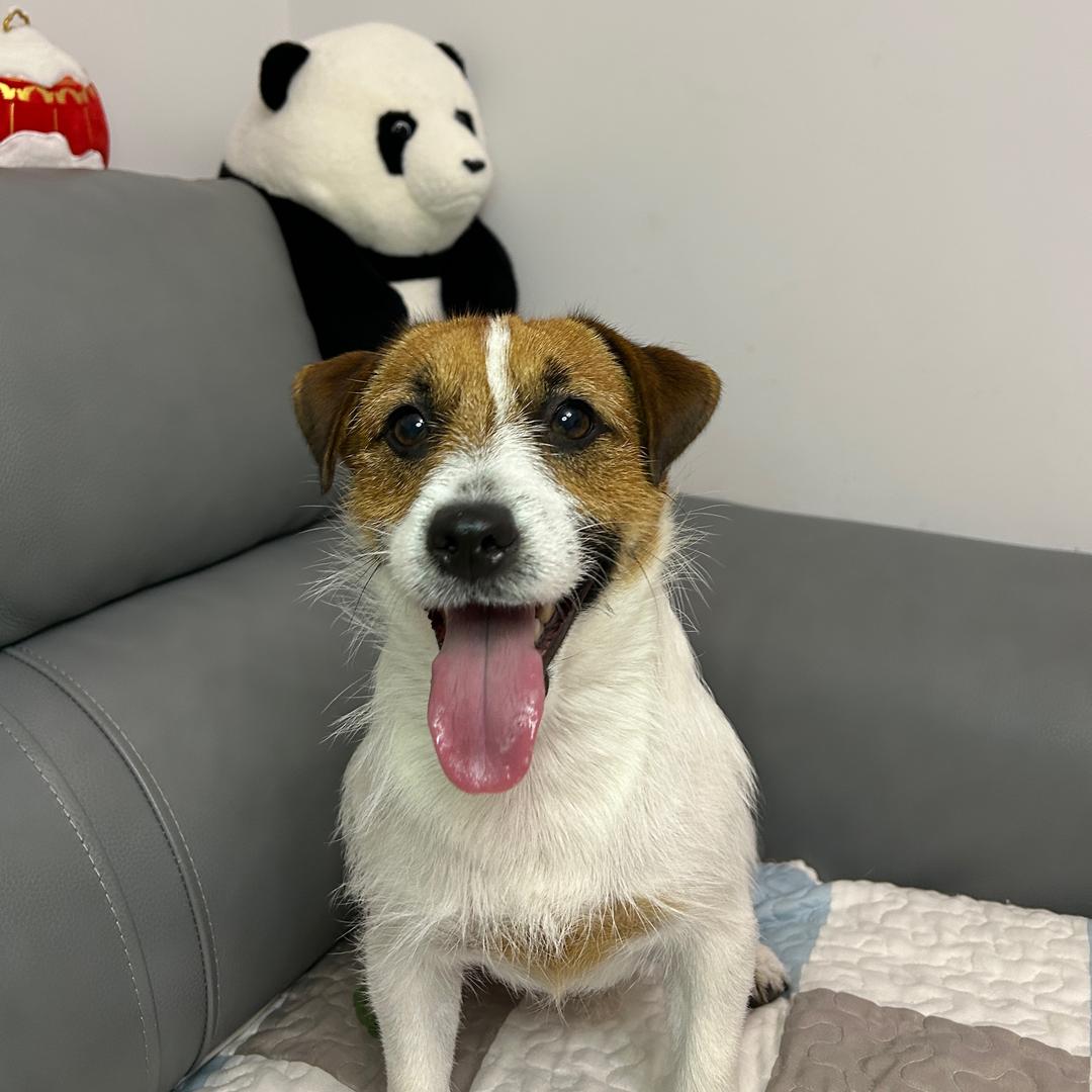 六一是只小杰克🐶(亲测版)