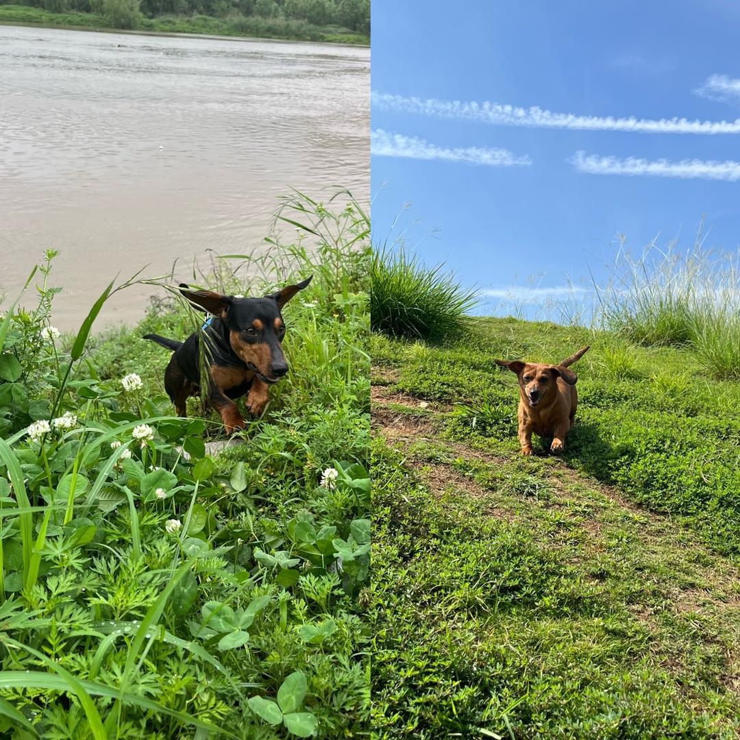 飞天猪-腊肠犬