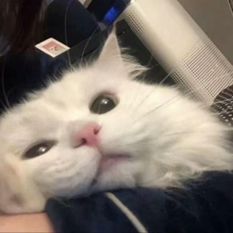 大弛子