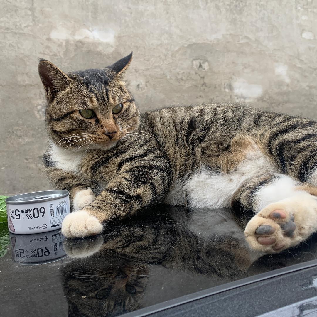 大哥是只猫（丧彪版）