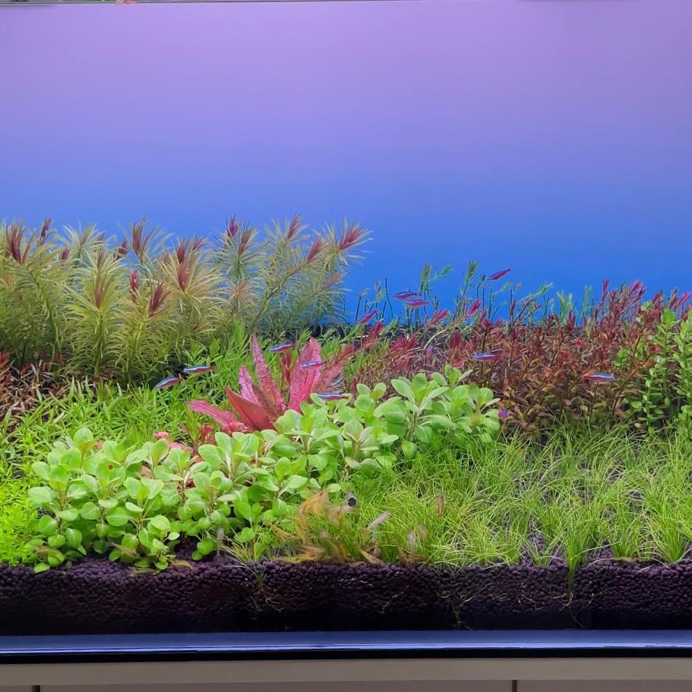 老李的🐠水中世界🐠