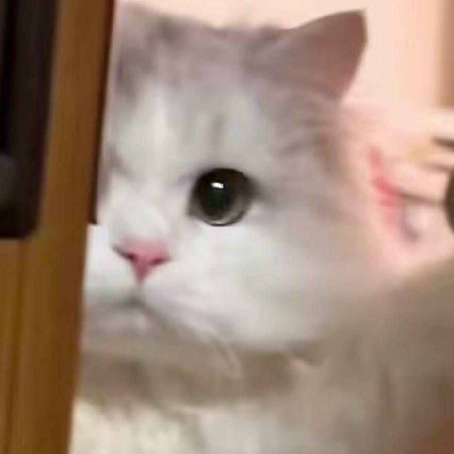 西红柿很困.🍅