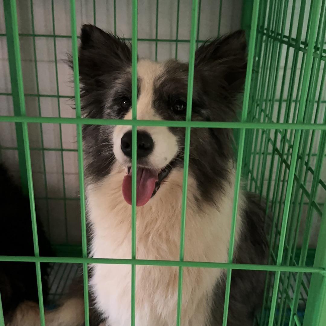 皓宇边牧犬舍日常生活号