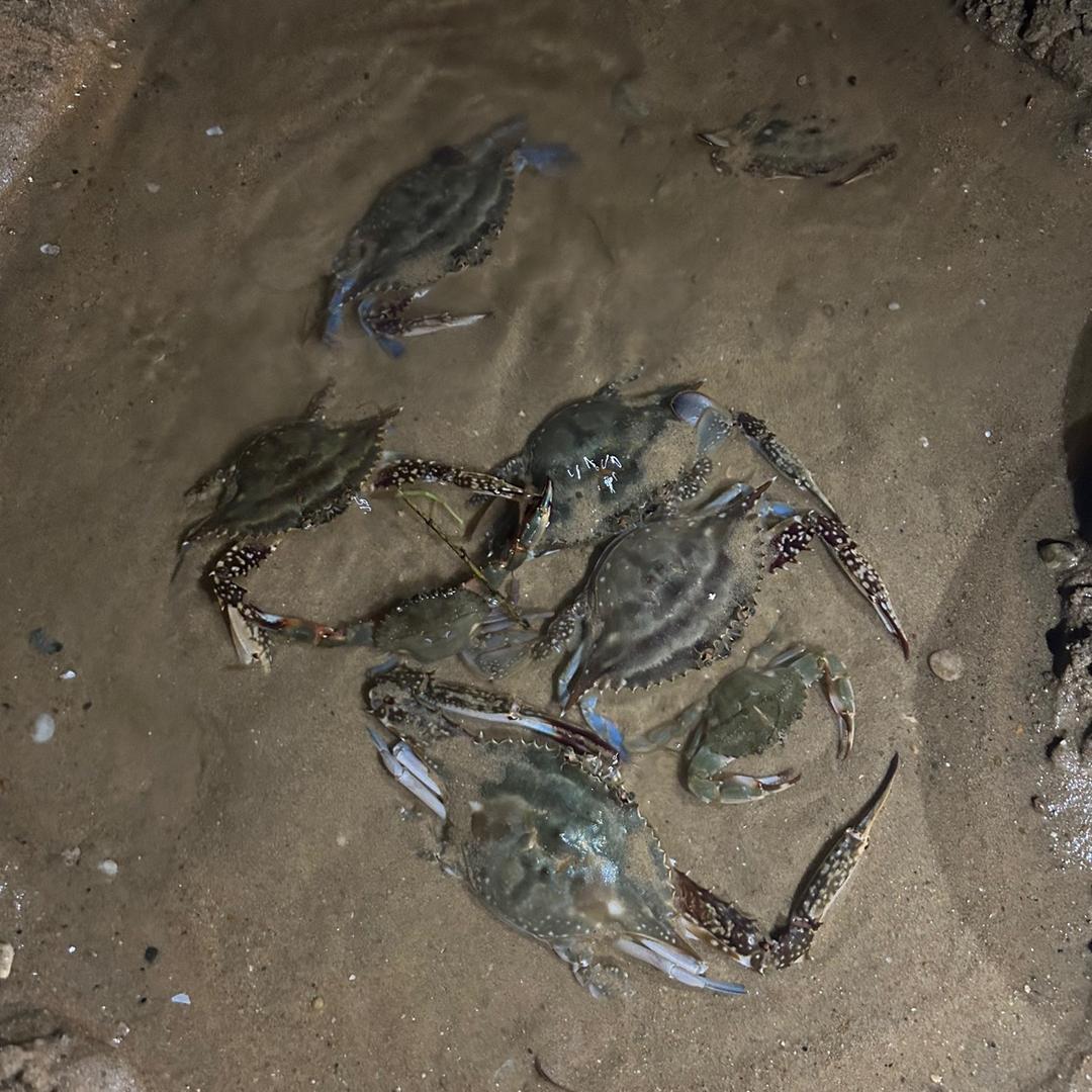 叮咚鸡红光
