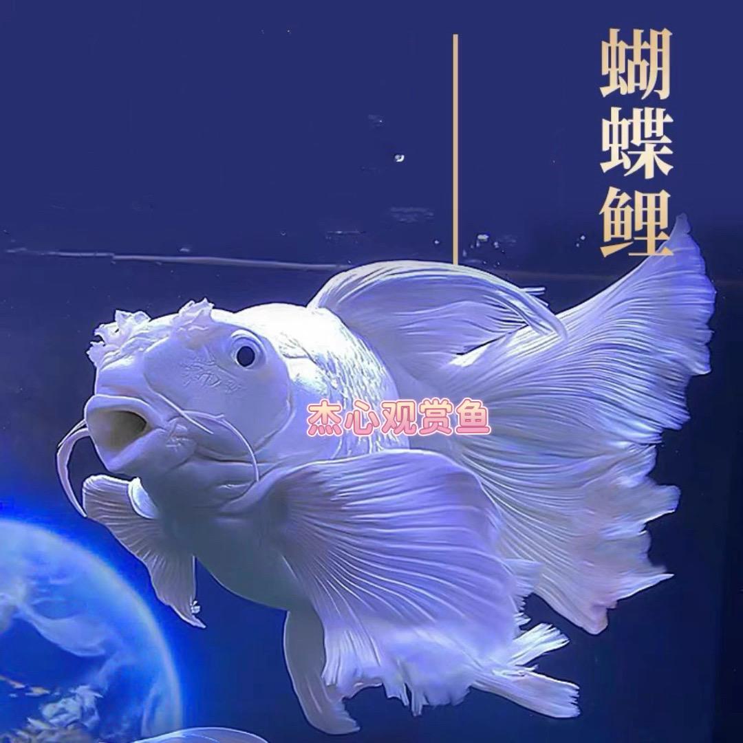 杰沁观赏鱼