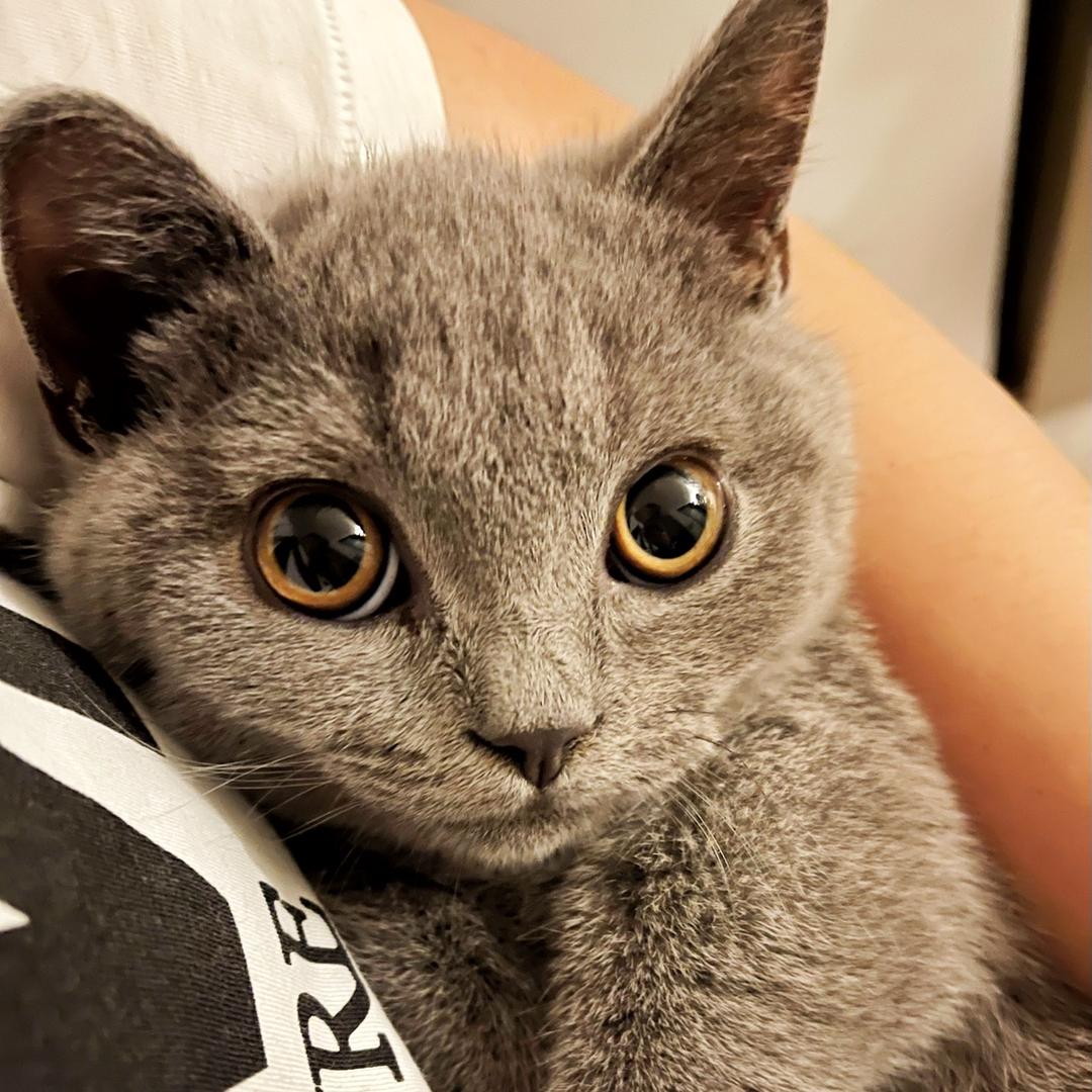 蓝猫凯撒