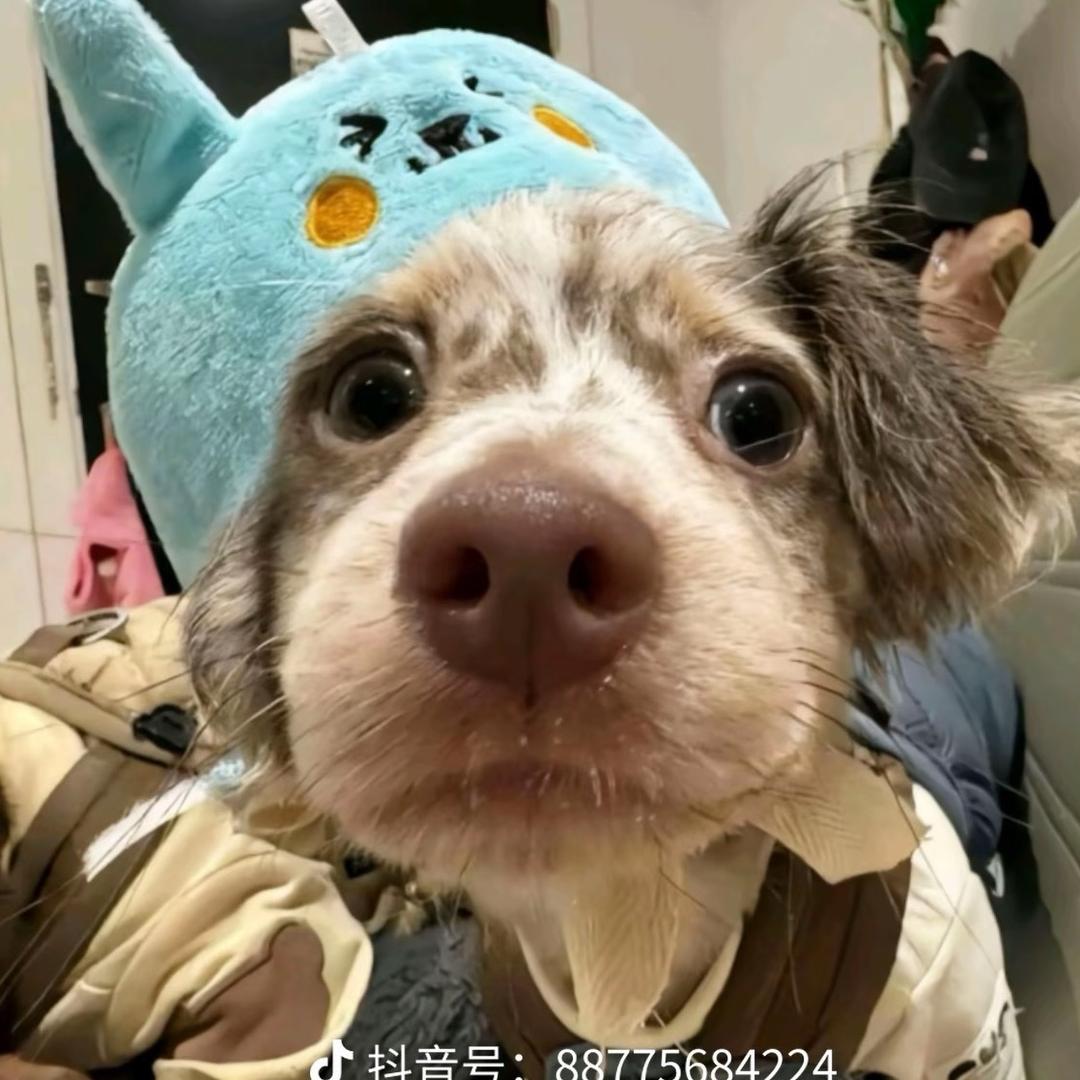 渣渣🐲