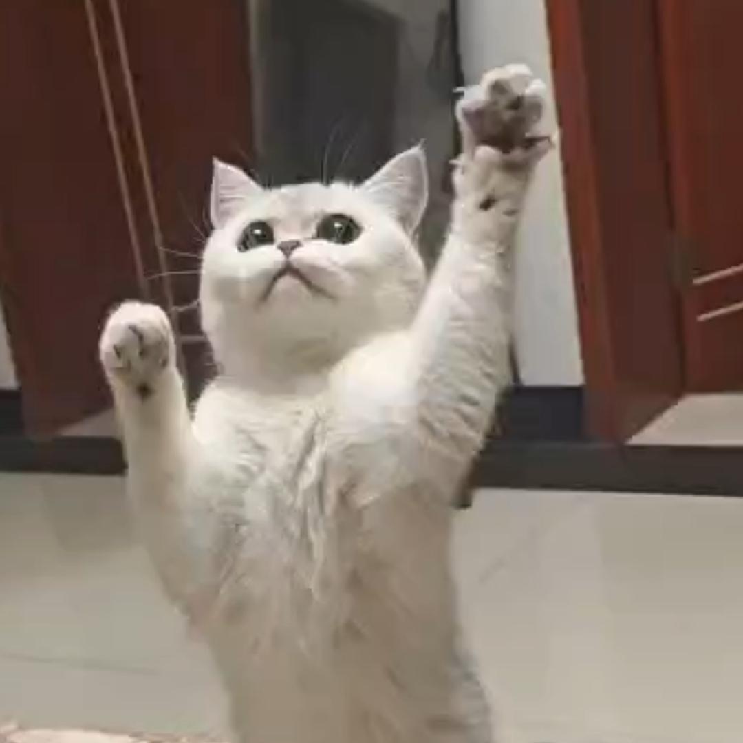 晓锋发疯