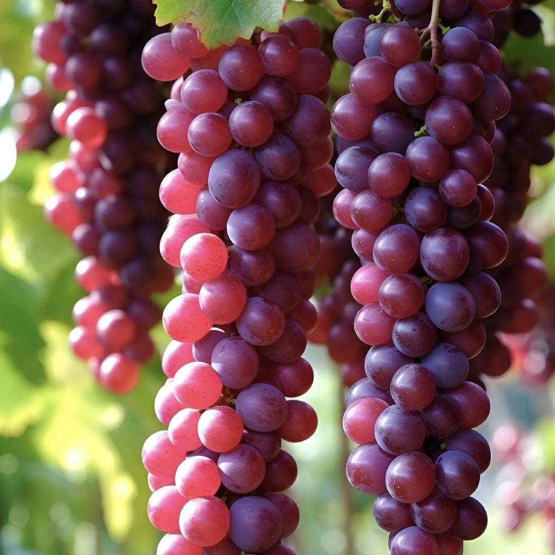 海岱丰果树苗木专营店果树苗子树苗