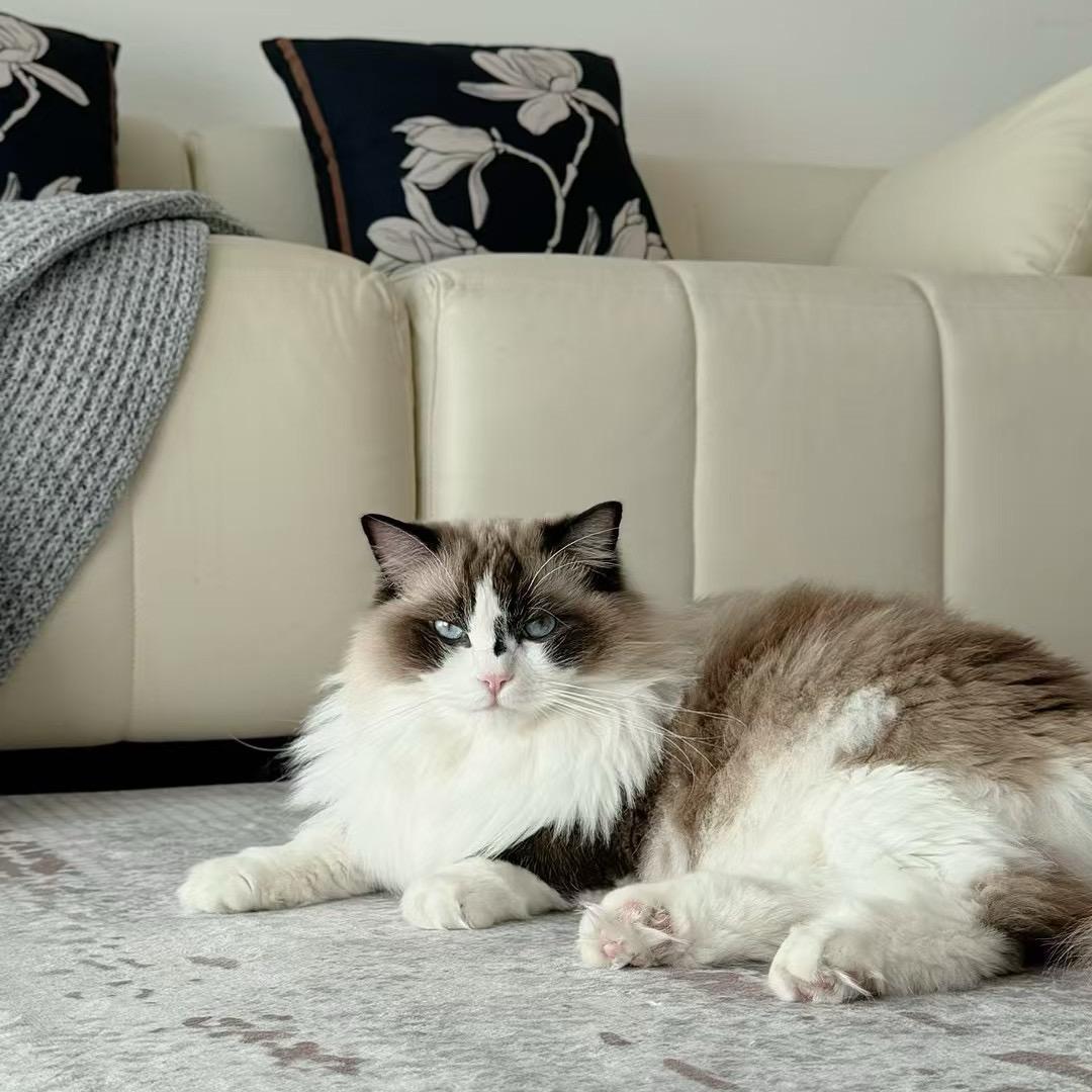 薄荷不加糖就行