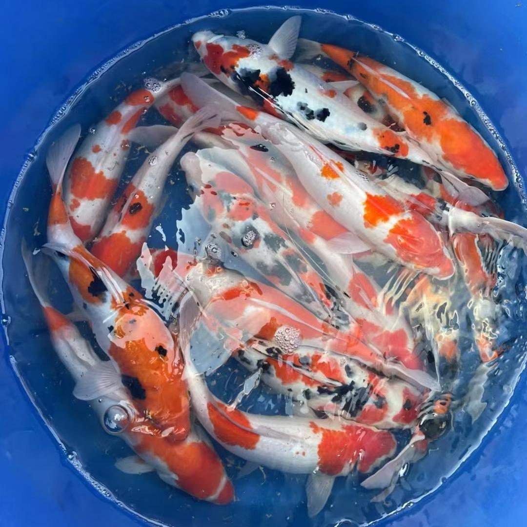 成都红白锦鲤渔场
