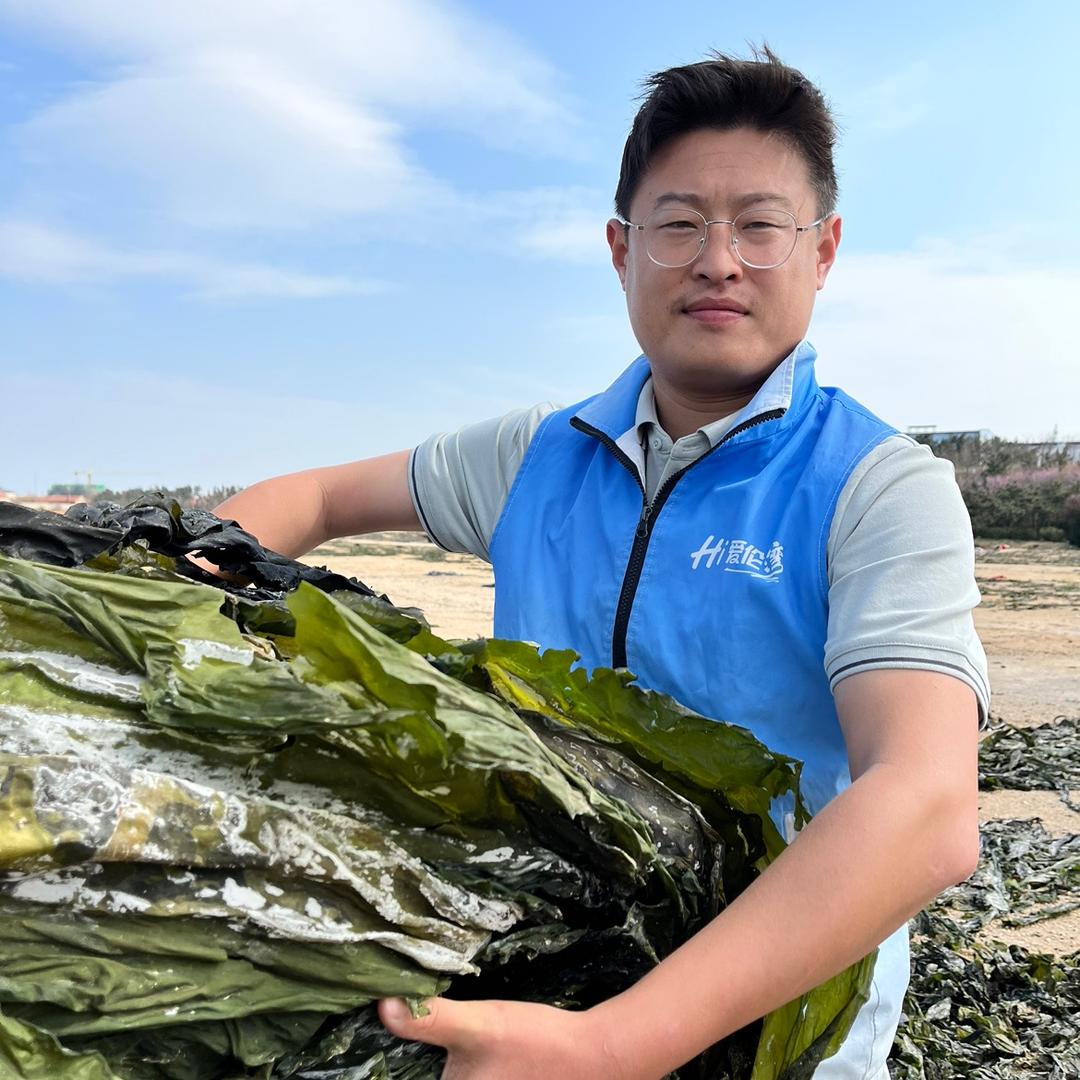 爱伦湾海带