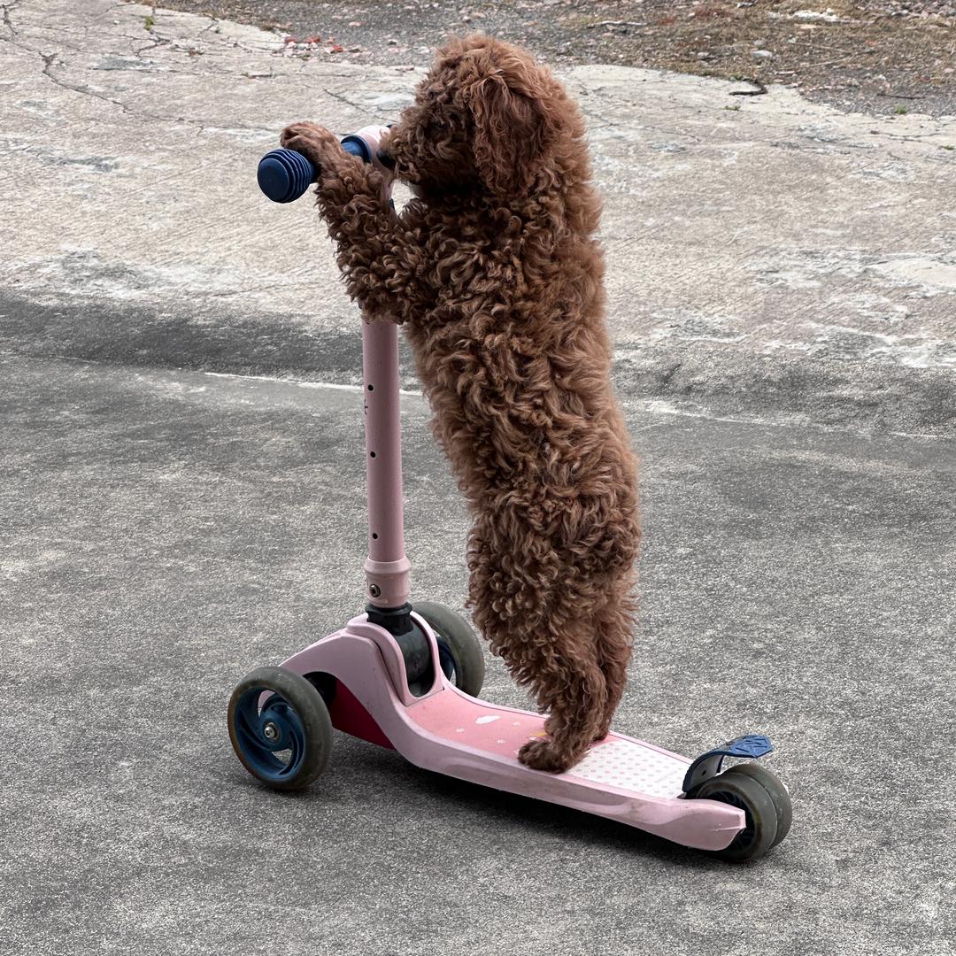 爱吃红烧肉的何掌柜