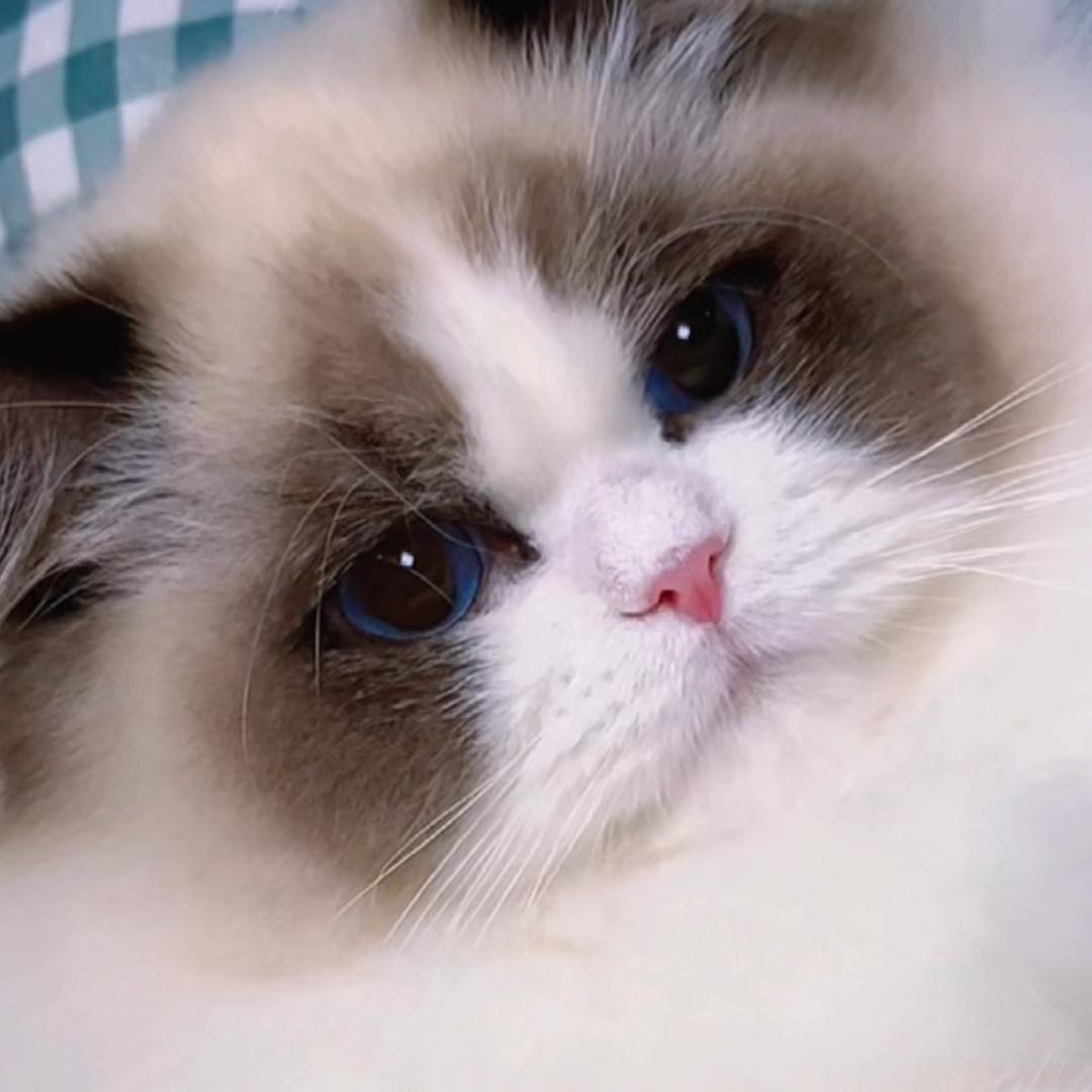 喵小米布偶猫