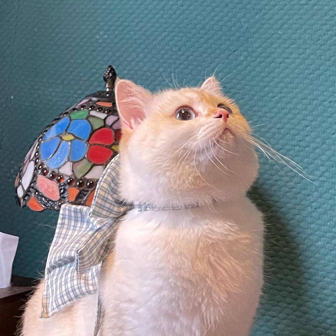 椰崽暴打陈西柚🥥