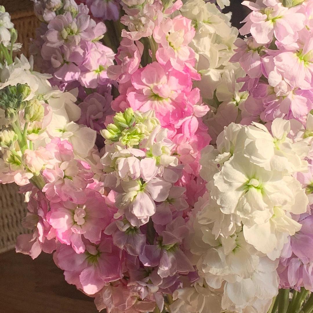 丛山野春山花舍