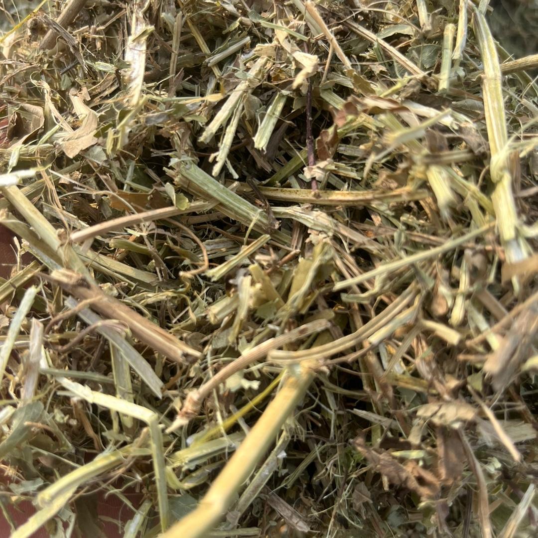 河南小强草业