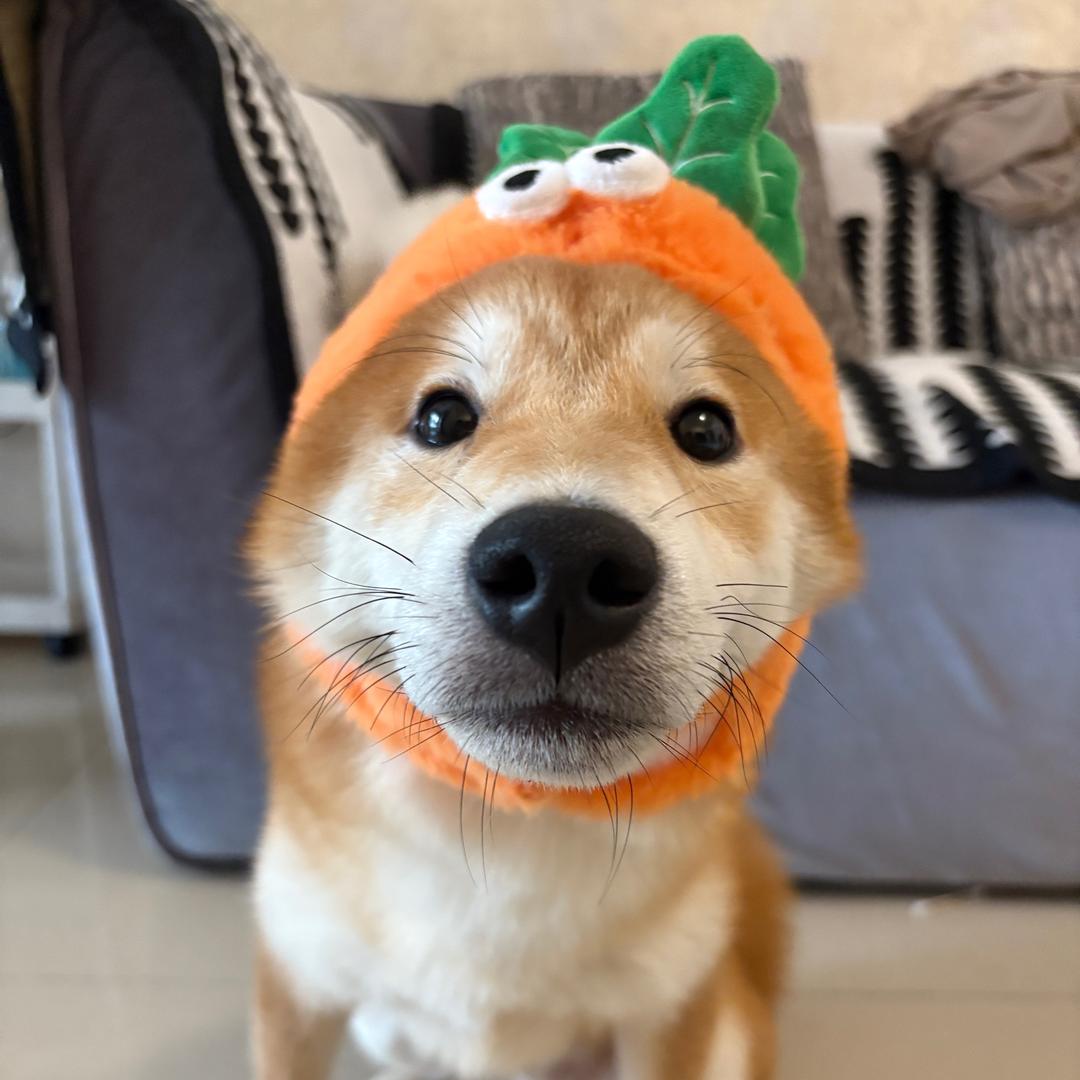 我叫牛肉面🐶