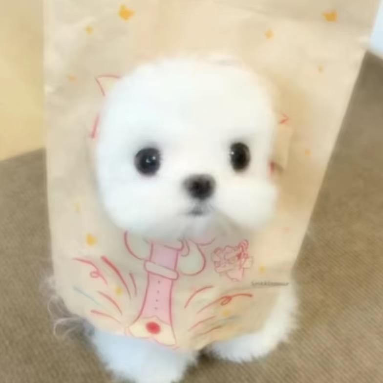 ˶ᵒ֊ ˂˶
