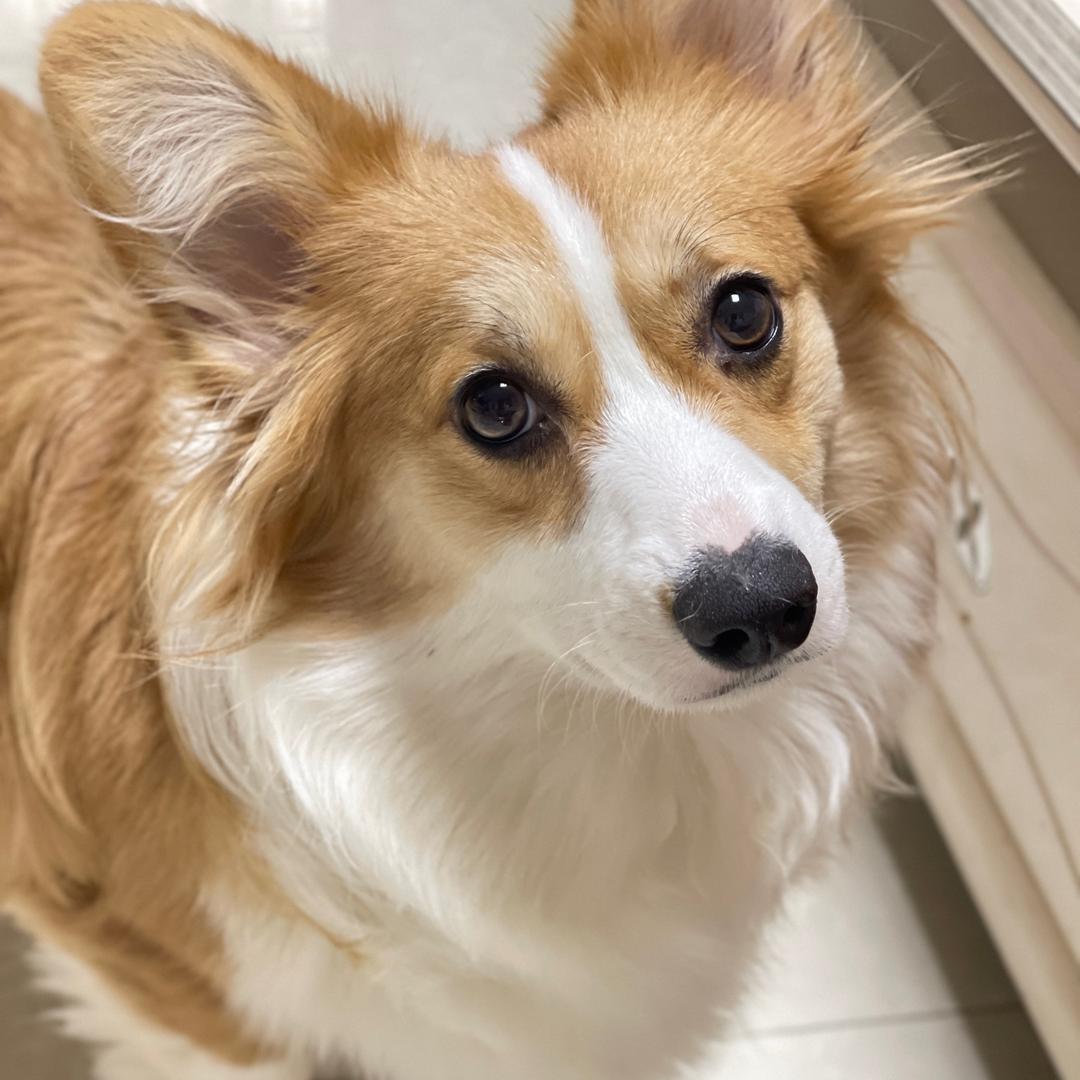 搭宝是只短腿基