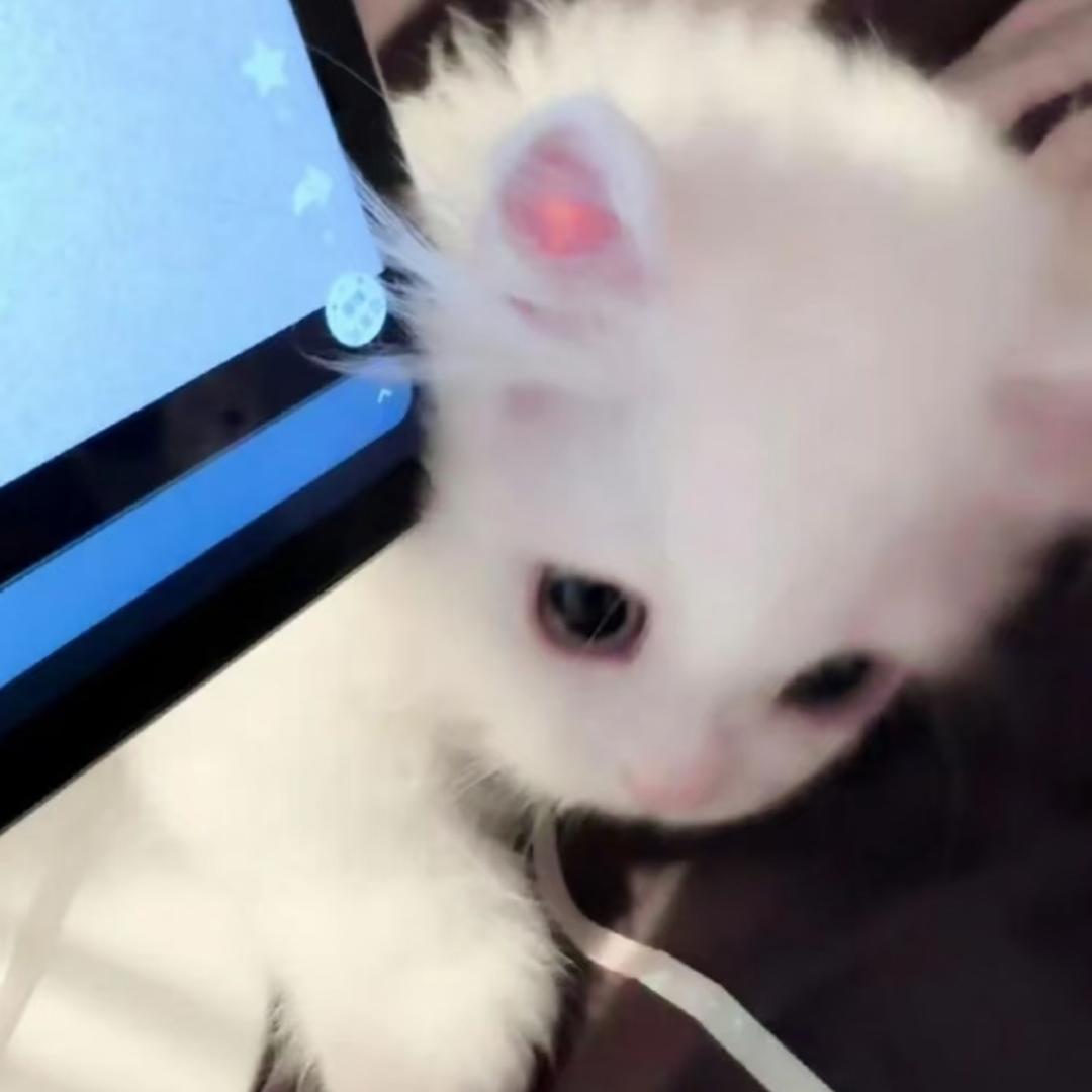 仿生电子猫