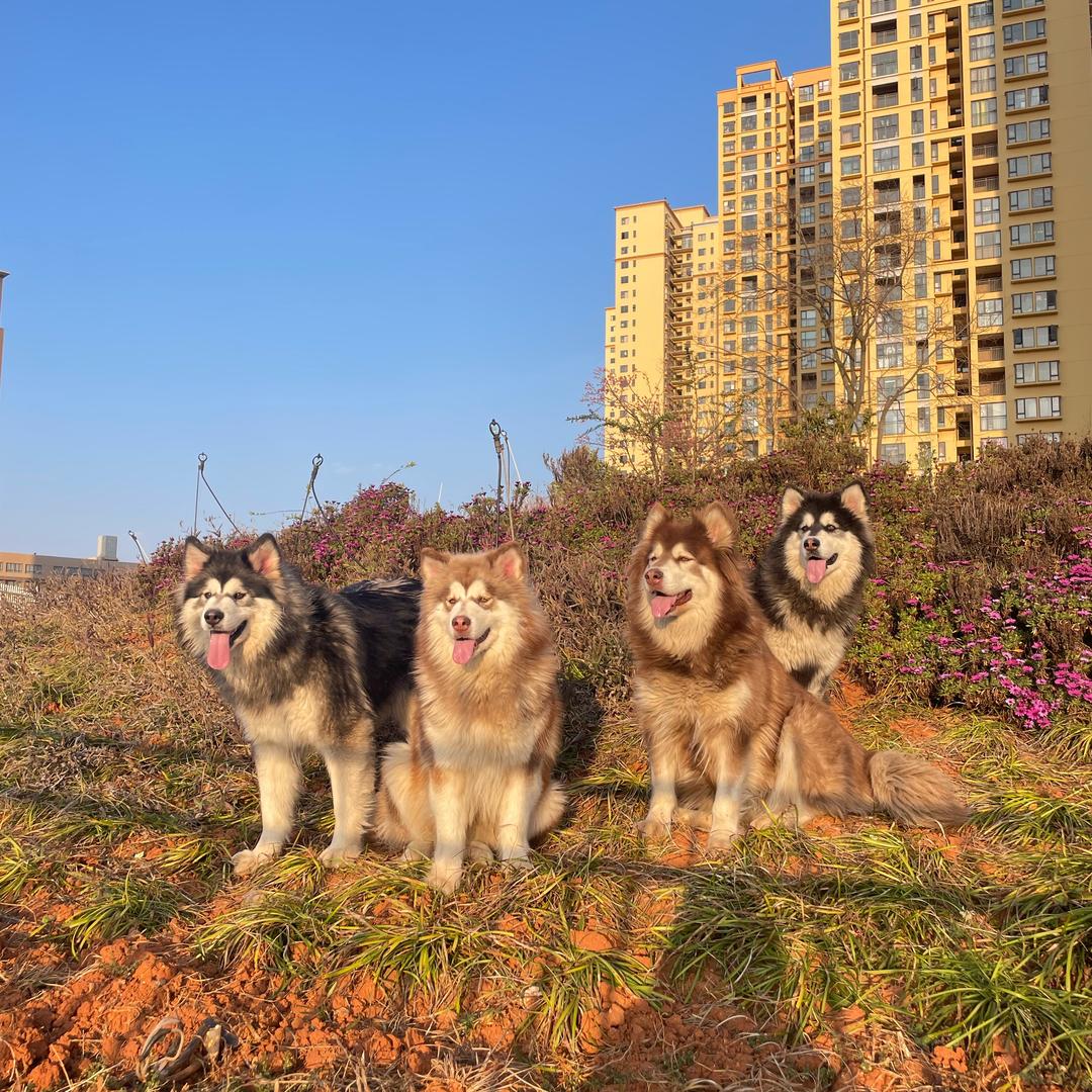 阿拉斯加的大哥