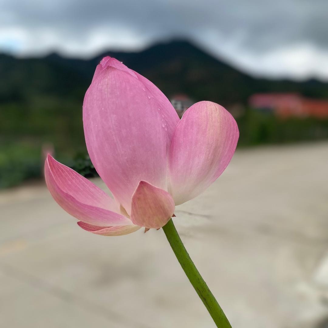 美美甄选