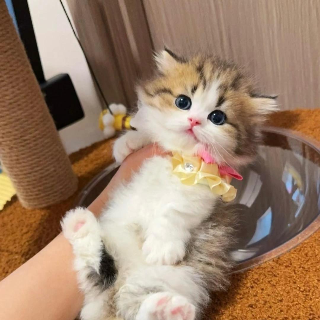糖糖矮脚猫舍