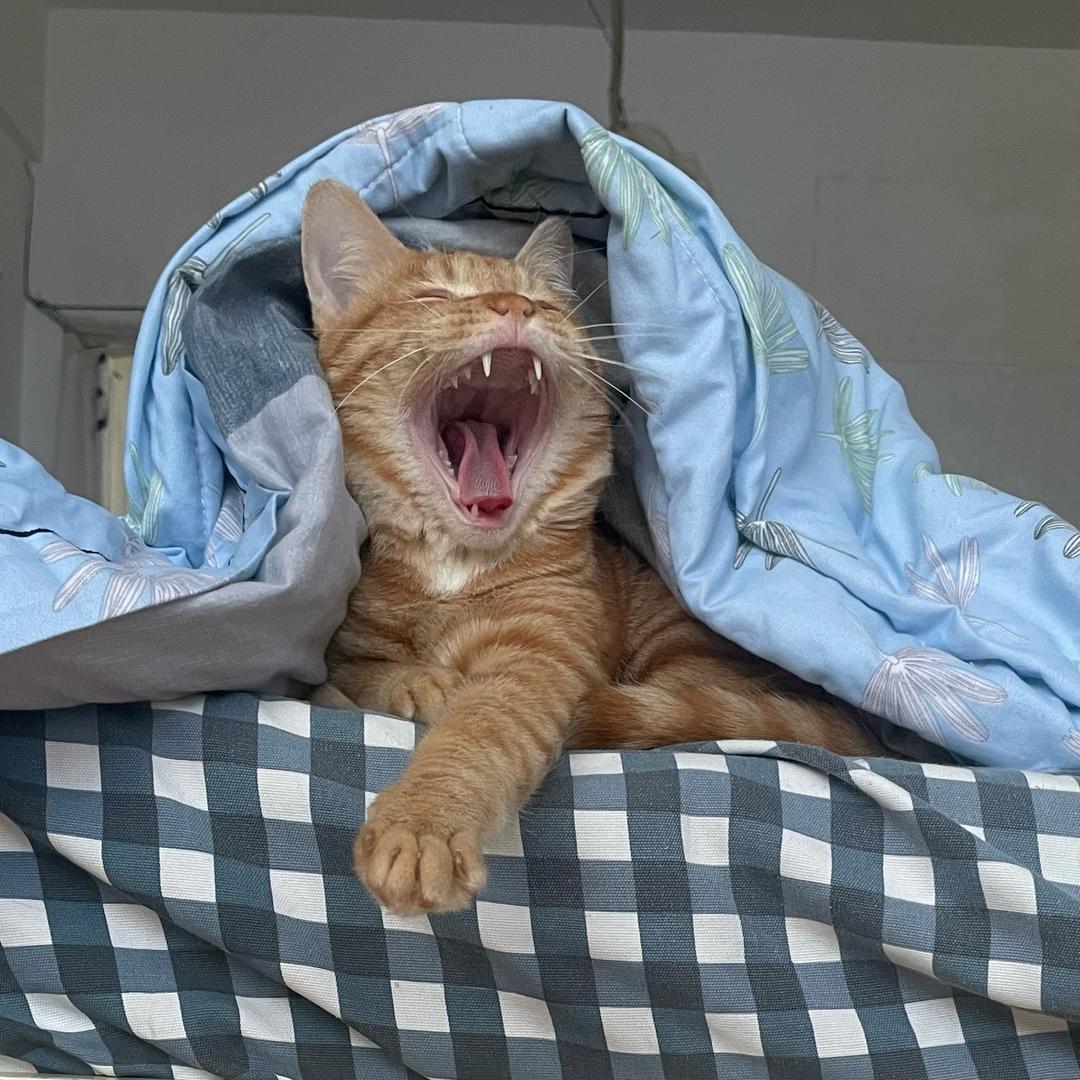 斯美瑞