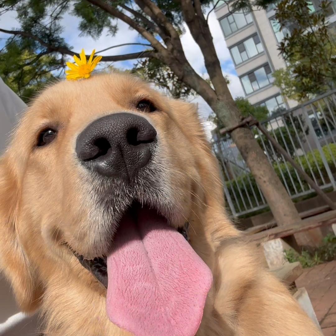 杠上花是只小金毛