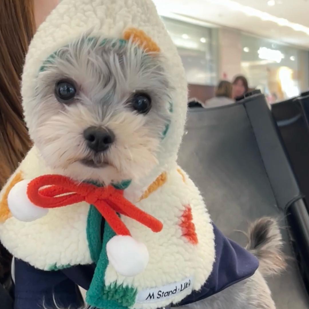 黄豆是只约克夏