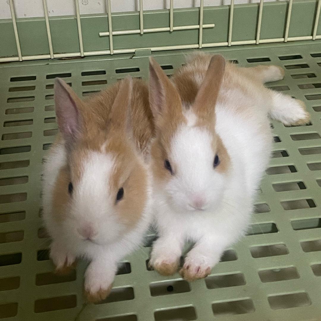 有淘花🐰