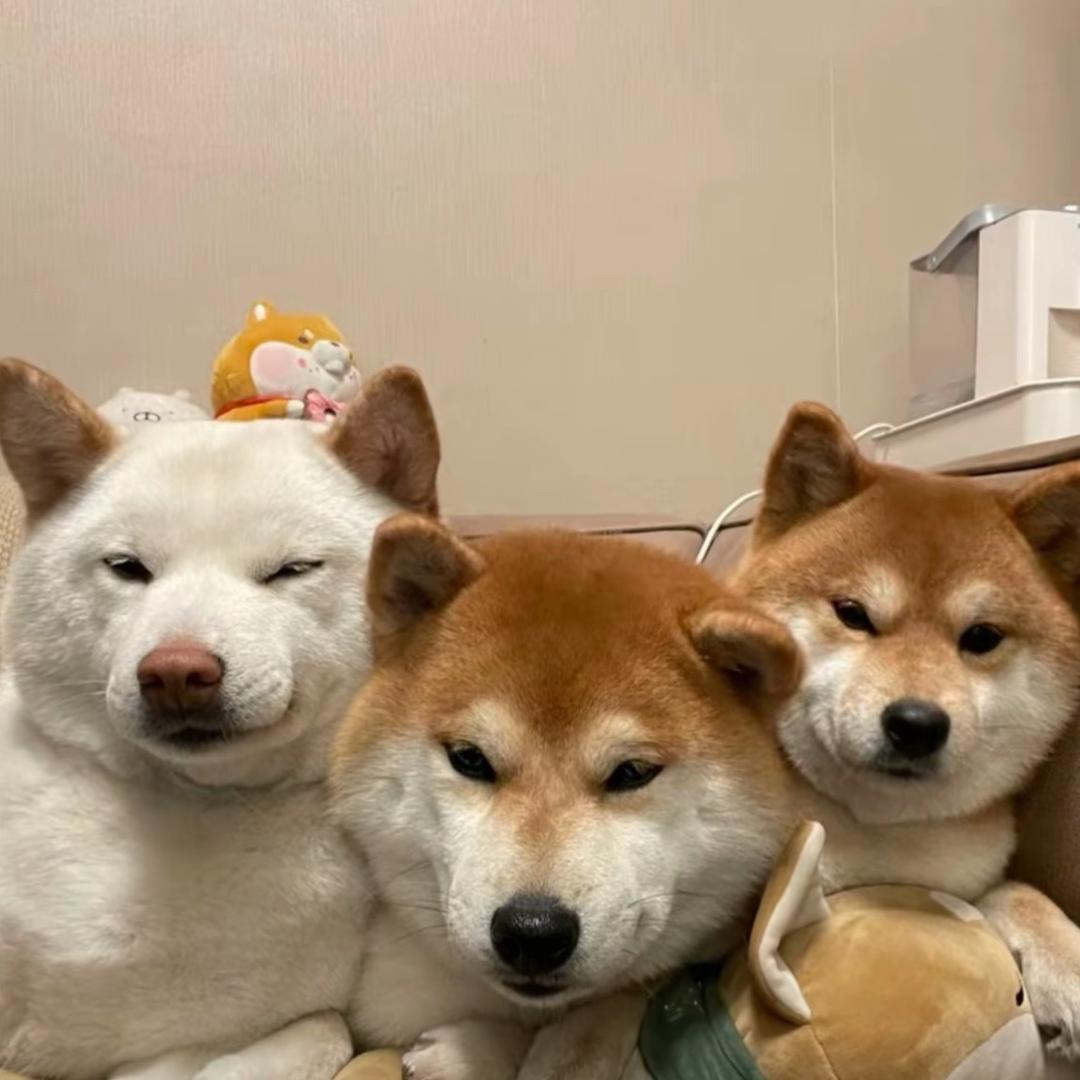十七亿顾木禾