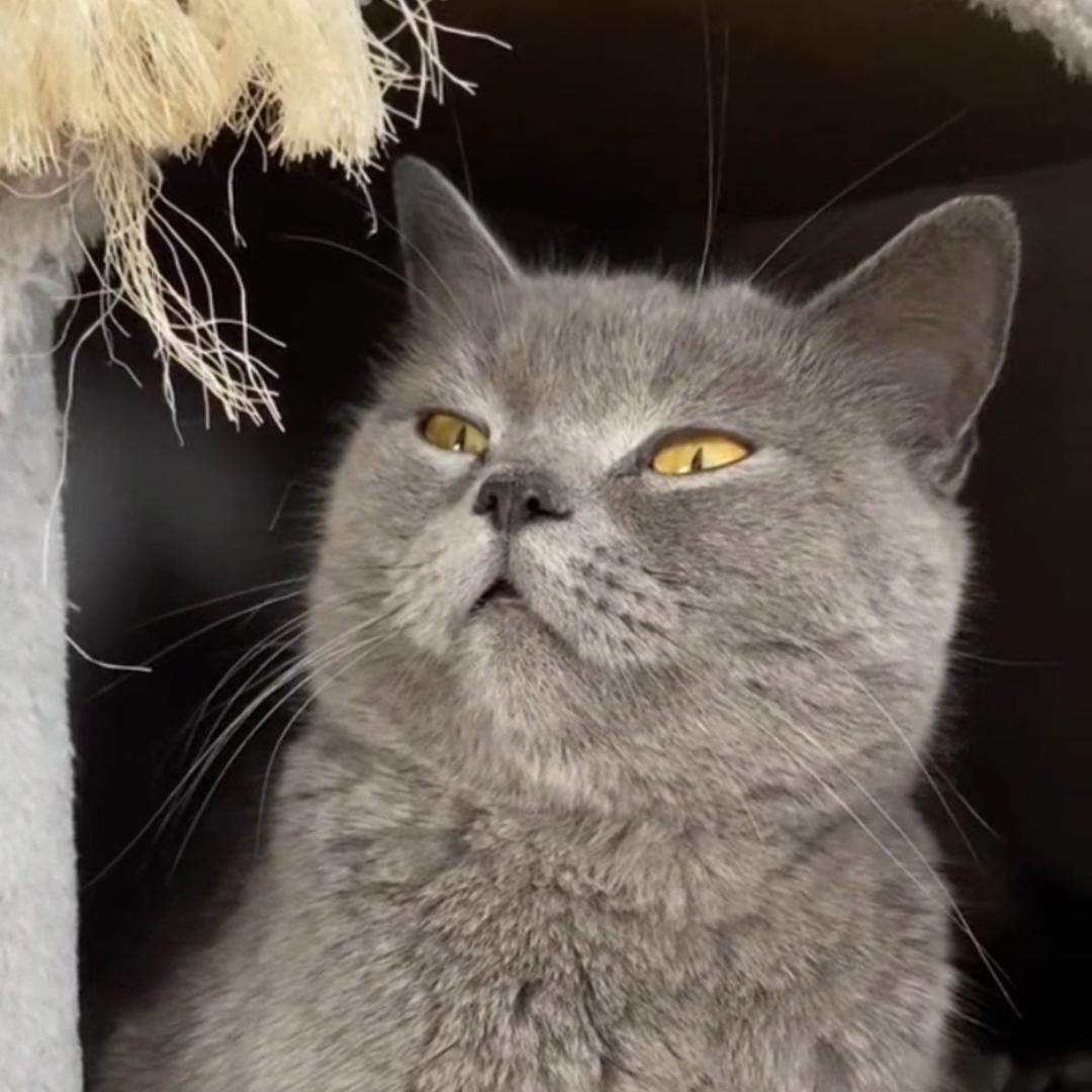 茅台王子的猫