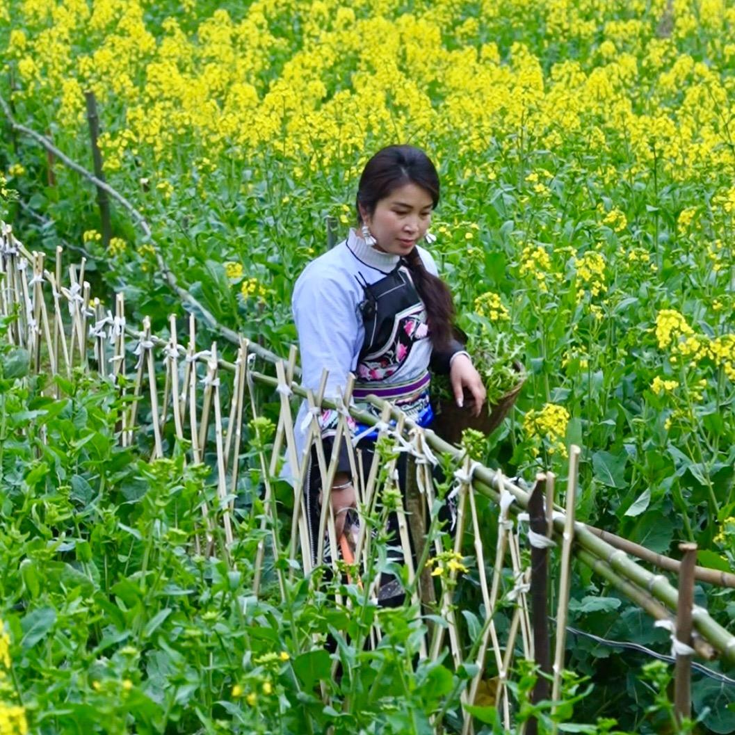苗家婷婷