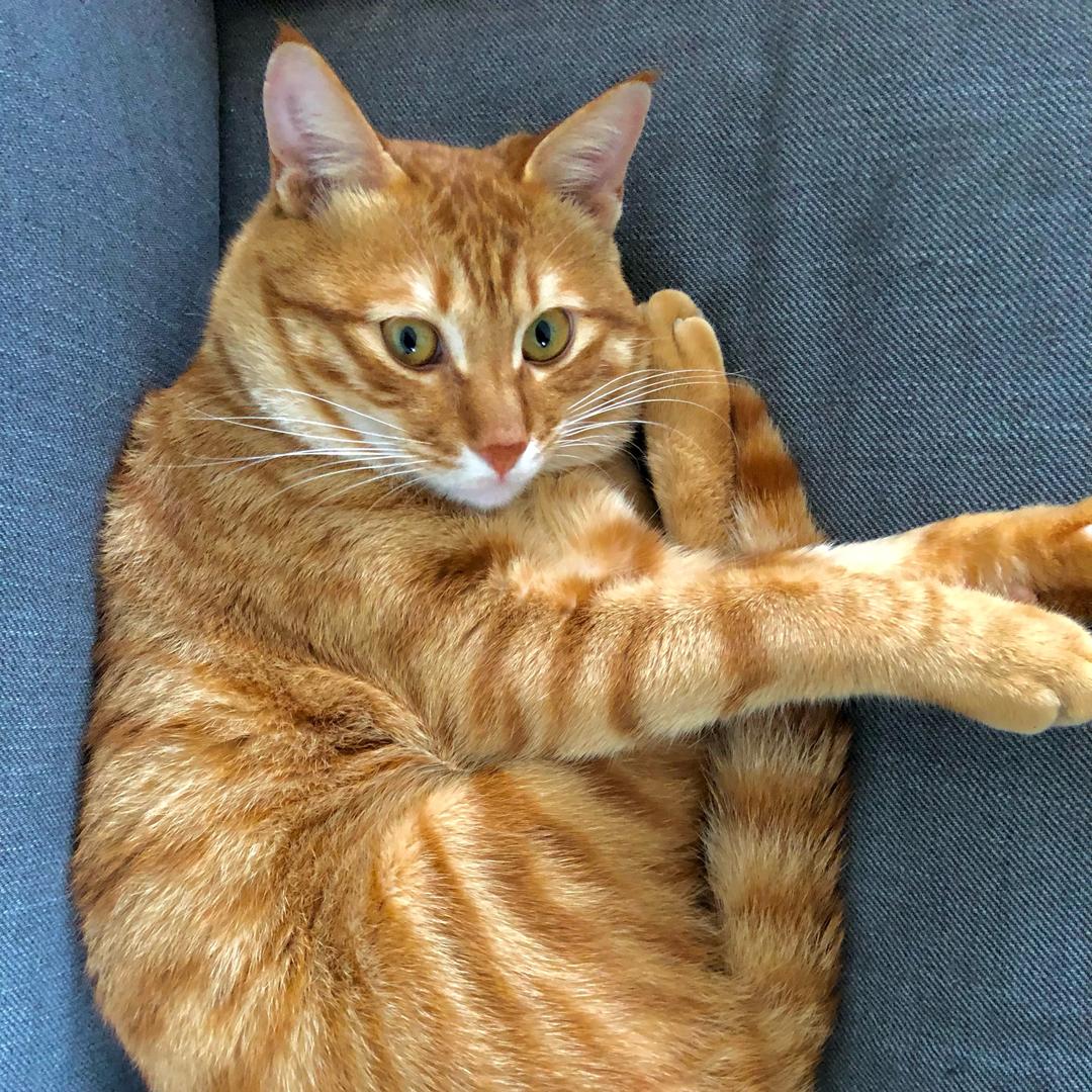 猫·在家