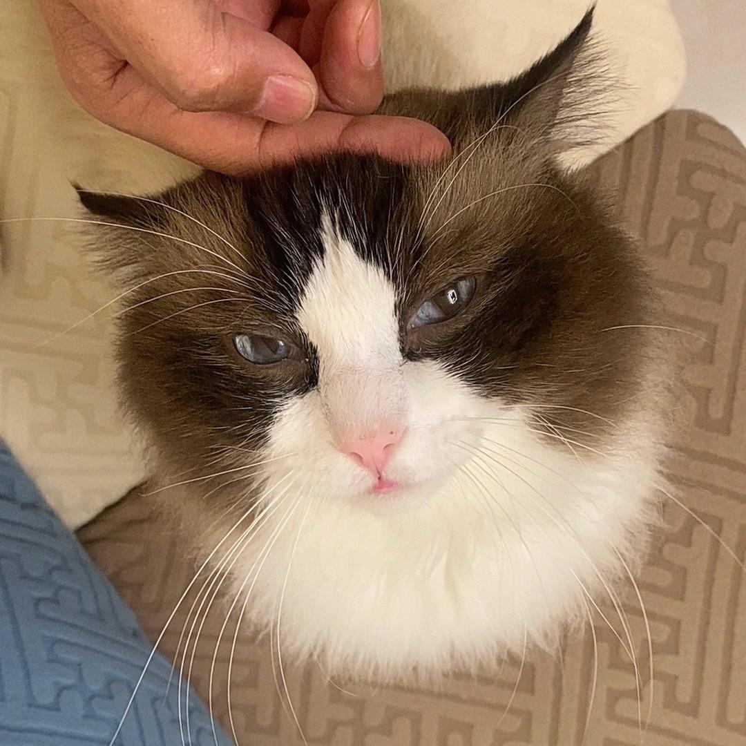 杨雪球与冷悠悠