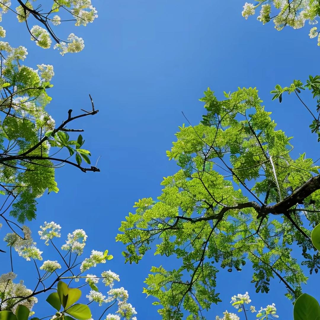 一只懒羊羊🐏🌿🎋