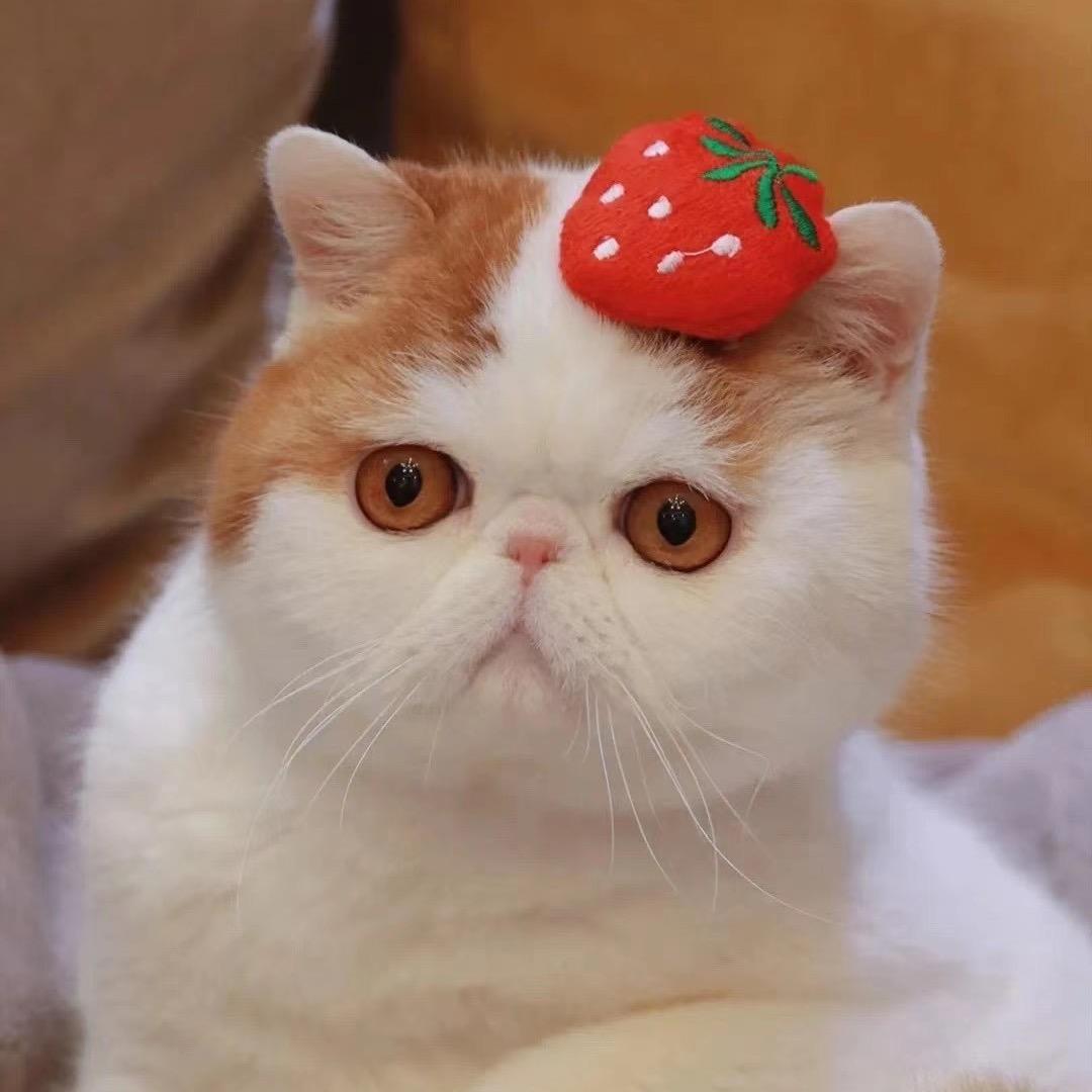 郝啷个的👨🏻‍🦳