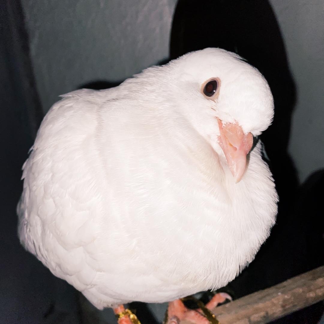 是一只咕哩哒气的鸽子