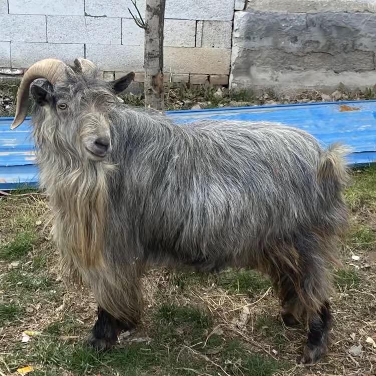 鲁西南青山羊～狗羊