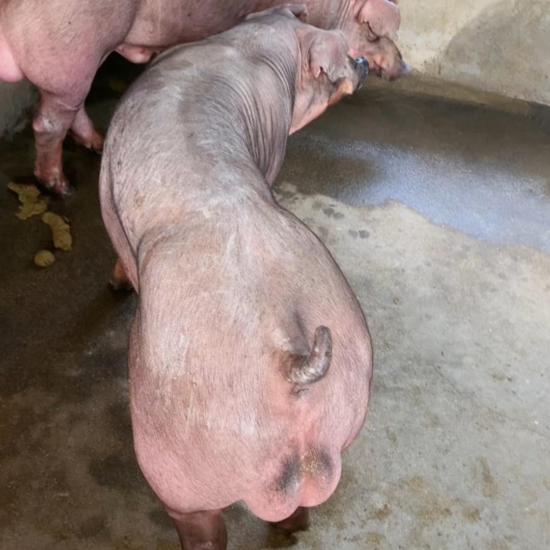 原种母猪场