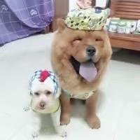 家有肉蛋球@抖音