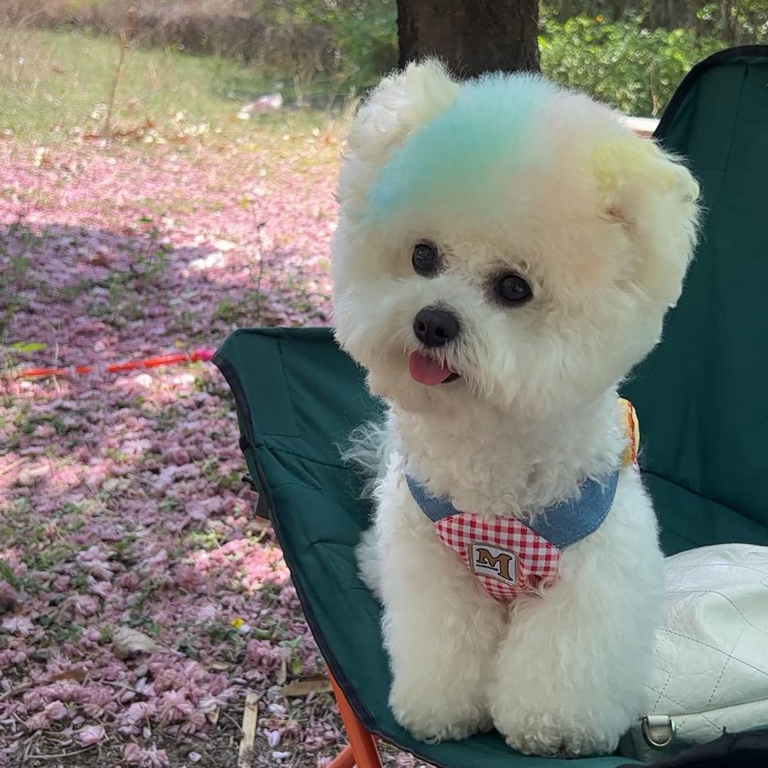 奶糖的快乐生活