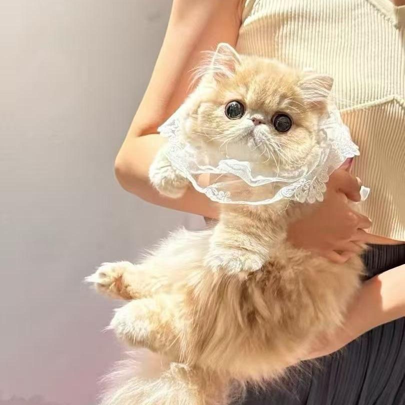 诺卷儿💋